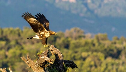 Golden eagle in flight