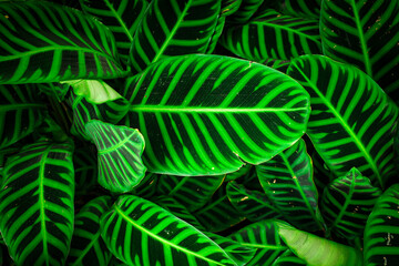 Lush Closeup of Calathea Zebrina Leaves with Vivid Green Stripes Pattern