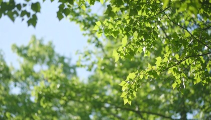 Lush green foliage against a soft blue sky
