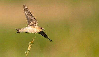 Bird in flight over tall grass