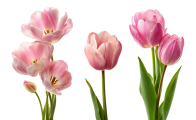 Fototapeta premium Close-up of blooming pink tulip flowers with delicate petals and green stems isolated on white background – elegant botanical photography for spring design, decoration, and floral projects