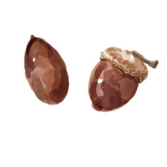 Acorn Watercolor Illustration, Transparent PNG