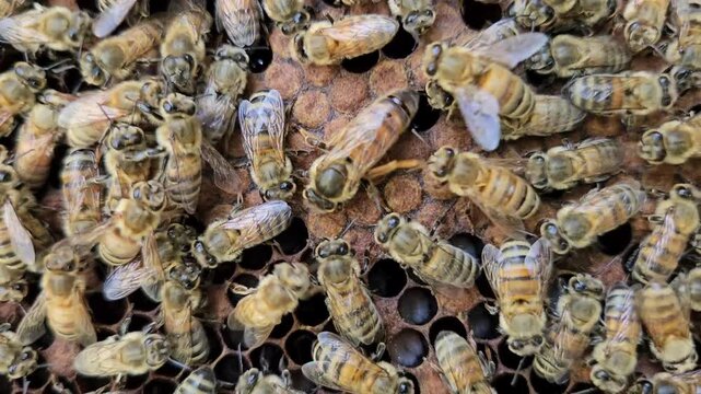 A close-up view of a queen honeybee surrounded by worker bees in a managed beehive.