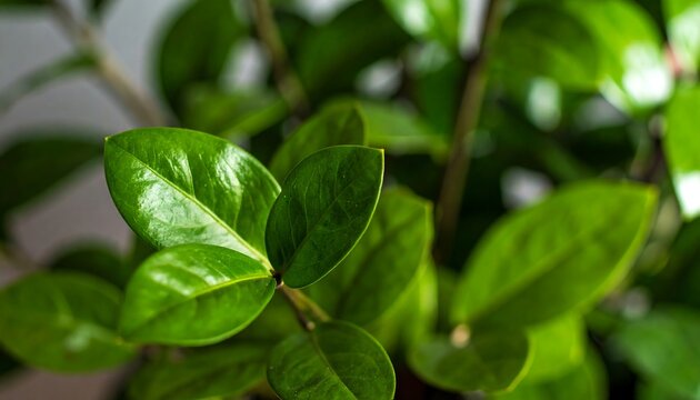 Lush green foliage, vibrant leaves, close-up view - Powered by Adobe
