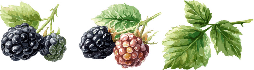3 sets of berry plants with branches fruits and leaves isolated on white background, watercolor style vector illustration