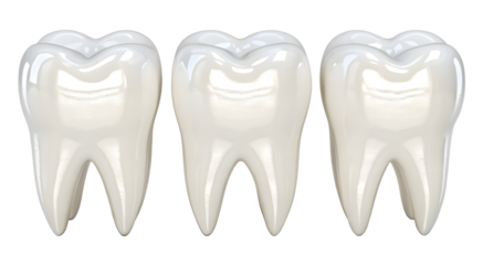 Collection set of three white teeth for dental anatomy or oral care concept isolated on white or transparent background
