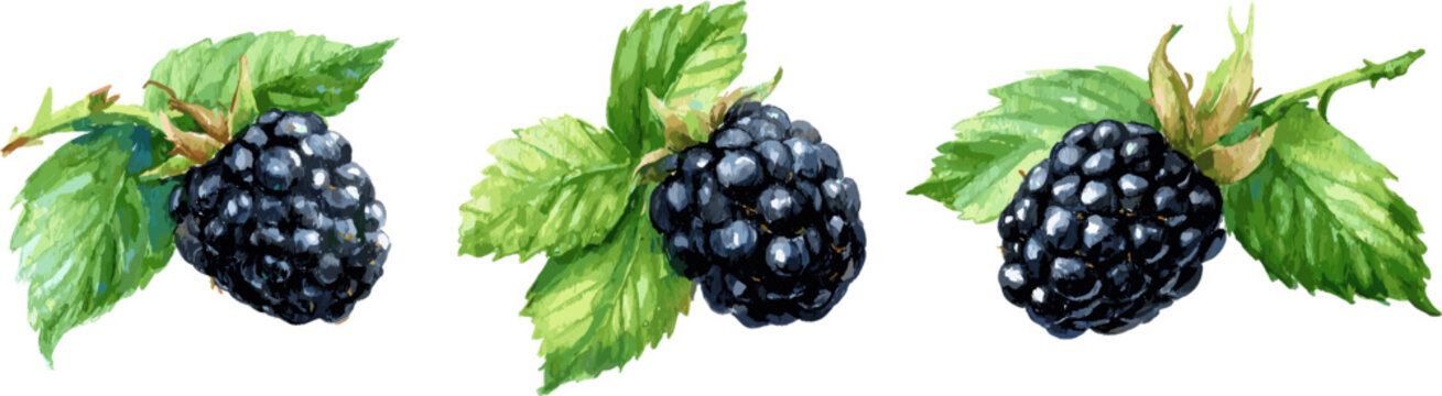 3 sets of watercolor blackberry fruits with branches and leaves in different poses and angles, in clip art style isolated on white background