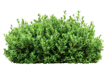 Green leafy bush isolated on transparent background. Green garden bushes isolated on white background.