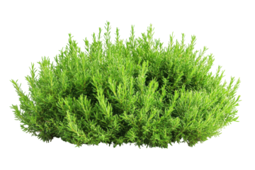 Green leafy bush isolated on transparent background. Green garden bushes isolated on white background.