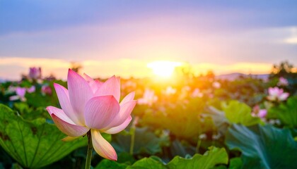 A majestic pink lotus flower in a green pond, warmly glowing from the beautiful and dramatic sunset light.