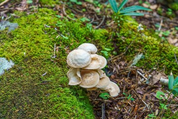 苔の上で元気に育つおいしそうなキノコ