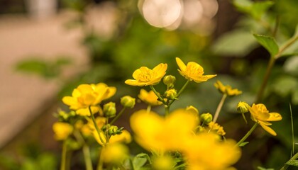 Fototapeta premium Close-up of yellow flowers