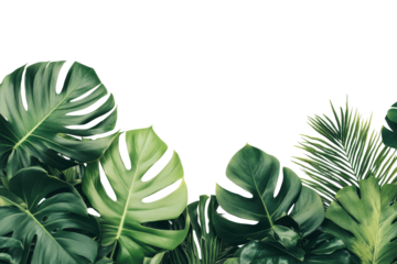 Lush tropical green leaves border isolated on transparent background. Lush green tropical plants bush isolated on white background.