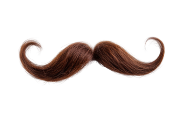 Brown curly moustache isolated on transparent background. Majestic chestnut brown hair mustache curled at the ends isolated on white background.