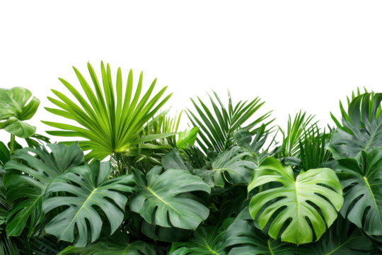 Lush tropical greenery plant arrangement isolated on transparent background. Lush green tropical plants bush isolated on white background.