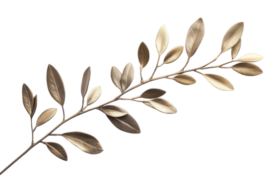 Golden olive branch with leaves isolated on transparent background. Olive branch isolated on white background.