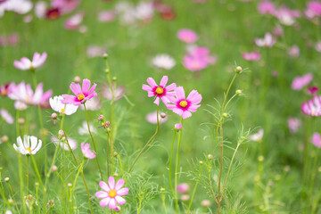 pink cosmos flowers in spring