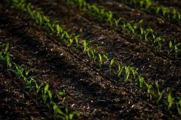 Corn growing in fertile soil. Young corn plants sprouting in field. Rural farmland with corn crops. Cultivated in spring. Seeds planted in rich ground. Agricultural growth in meadow. Farming corn.