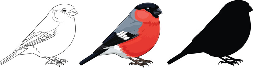 Fototapeta premium Bullfinch in outline, color, and silhouette illustration