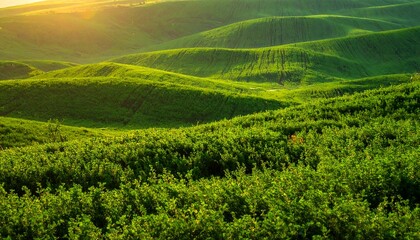 Naklejka premium Verdant rolling hills bathed in golden sunlight, showcasing a vibrant tapestry of nature's beauty