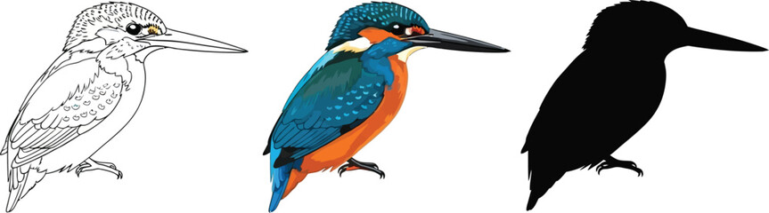 Fototapeta premium Common kingfisher in line art, color, and silhouette illustration