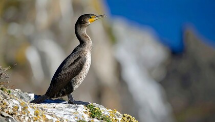 Bird on a rock, blurred background