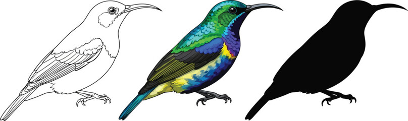 Fototapeta premium Sunbird in line art, color, and silhouette illustration