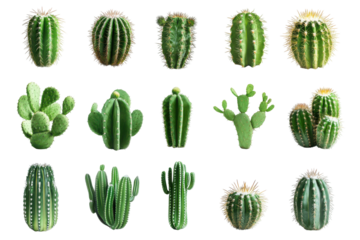 Collection of various green cacti and succulents isolated on transparent background. Set of cacti isolated on white background.