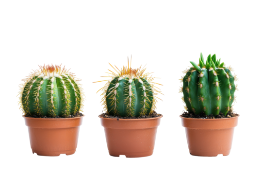 Collection of Green cacti with yellow tips isolated on transparent background. Set of cacti isolated on white background.