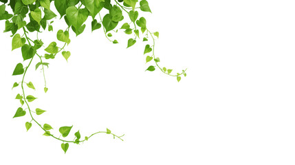 Lush green vine with heart shaped leaves gracefully twisting and twining