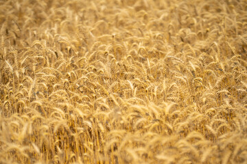 Golden wheat field representing harvest and rural farming. Close-up of ripe grain ready for harvest in a natural farmland setting. Crop fields. Countryside farm golden wheat background.