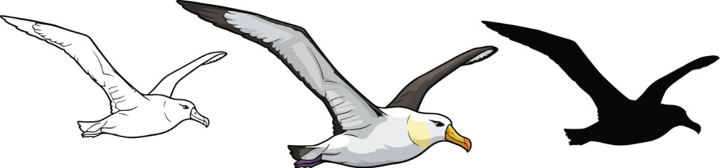 Obraz premium Flying albatross in outline, color, and silhouette illustration