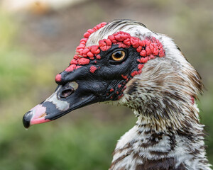 Muscovy Duck (Cairina moschata) close-up portrait – natural texture and details