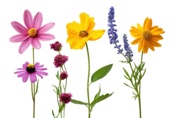 Collection of five vibrant spring flowers isolated on transparent background. Set of garden flowers isolated on white background.