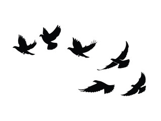 flying bird silhouette on a white background. silhouette pigeon flying. Vector illustration

