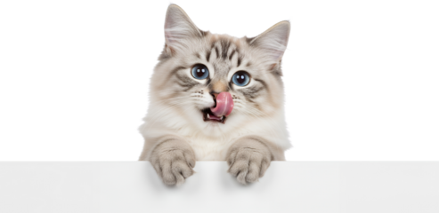 Cute tabby kitten with blue eyes licking its nose while peeking over a white surface isolate cat animal