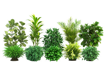 Fototapeta premium Lush green tropical foliage plant arrangement isolated on transparent background. Set of lush green tropical plants bushes isolated on white background.
