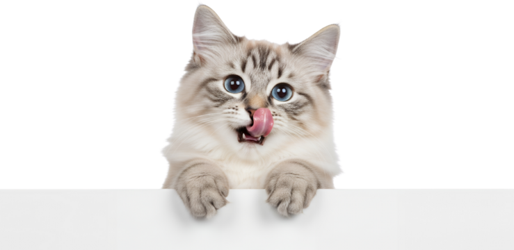 Cute tabby kitten with blue eyes licking its nose while peeking over a white surface isolate cat animal