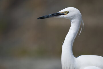 Little Egret foraging in Kyoto river wetlands, Japan