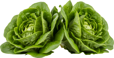 Two vibrant green butter lettuce heads fresh and crisp showing detailed leaf textures isolate healthy