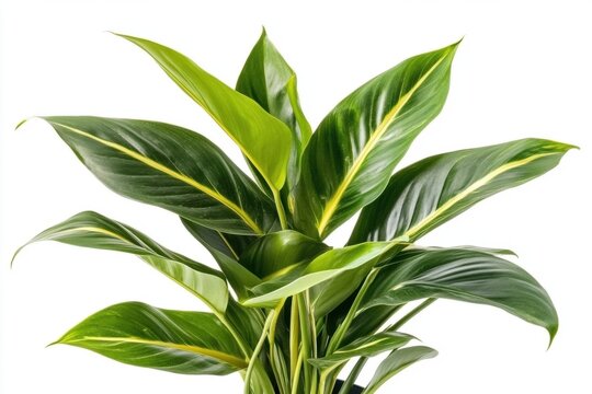 Tropical Philodendron Hederaceum Scandens Brasil with yellow stripes isolated on a white 'Philodendron Brasil' creeper house plant