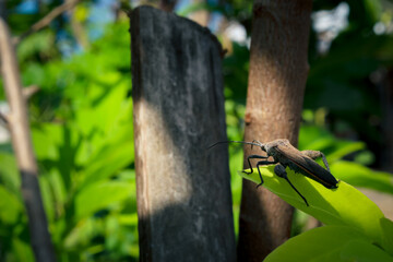 Insects on leaves 