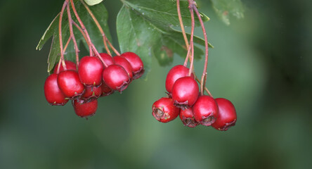 Vibrant red hawthorn berries hanging from a branch against a blurred green backdrop.