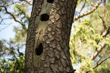 Obraz premium Close-Up of a Tree Trunk with a Natural Woodpecker Holes in a Forest Setting