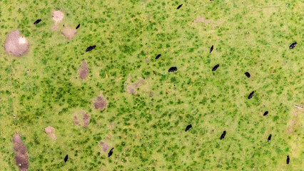 grass texture with bulls