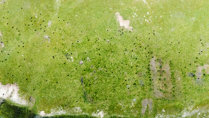 green grass texture background