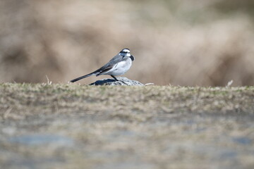 White Wagtail by river rock, Kyoto, Japan