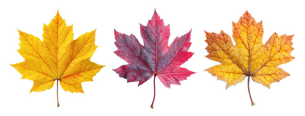 Fototapeta premium Three maple leaves in yellow, red and orange autumn colors, isolated on transparent background