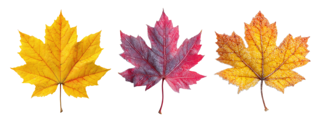Three maple leaves in yellow, red and orange autumn colors, isolated on transparent background