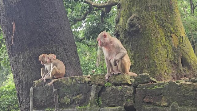 Rhesus macaque (Macaca mulatta) is a social, intelligent Old World monkey native to Asia, known for its adaptability to diverse environments, including urban settings. Odisha, India